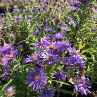 Angliae (Angliae scientific name) for planting in garden