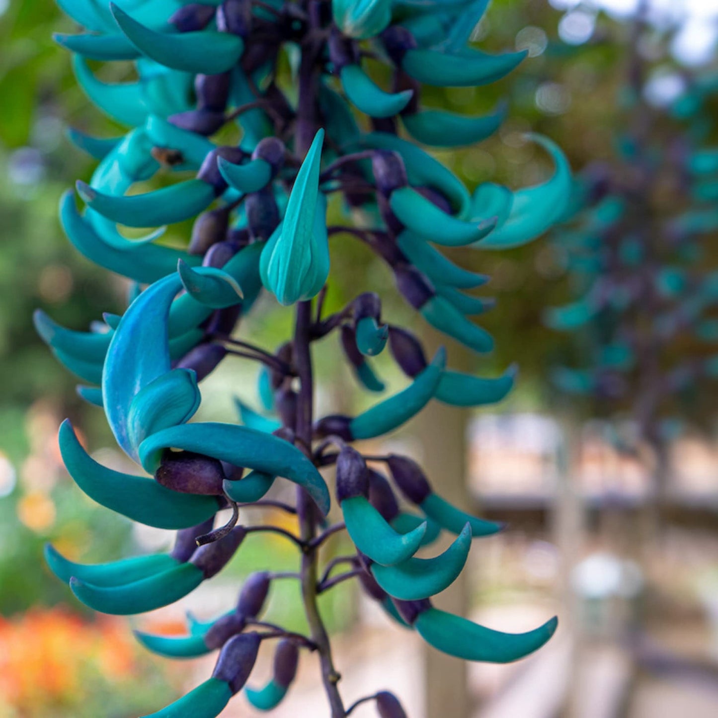 Sky (Sky scientific name) for planting in garden