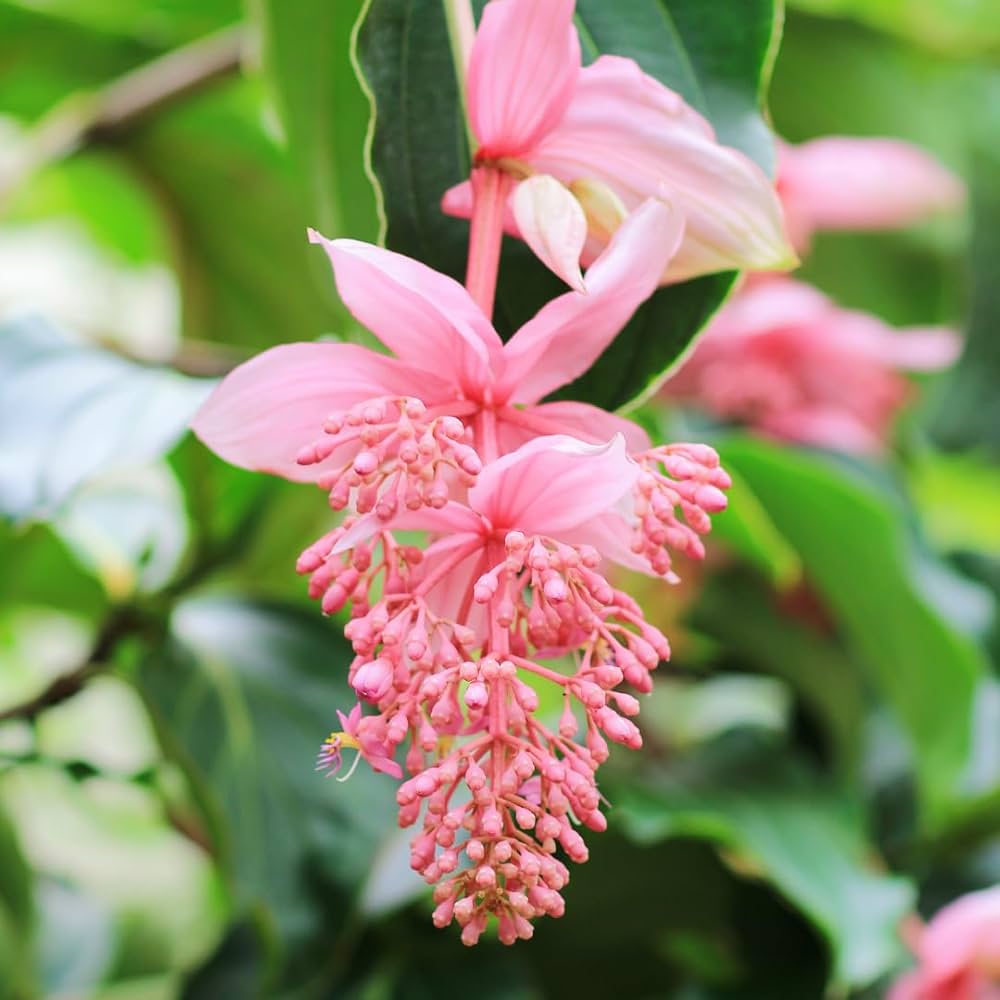 Organic Light Pink Medinilla Cummingii Flower Seeds for Planting for planting in home garden