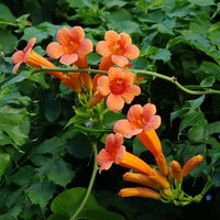 Orange Tecoma Flower Seeds for planting in home garden