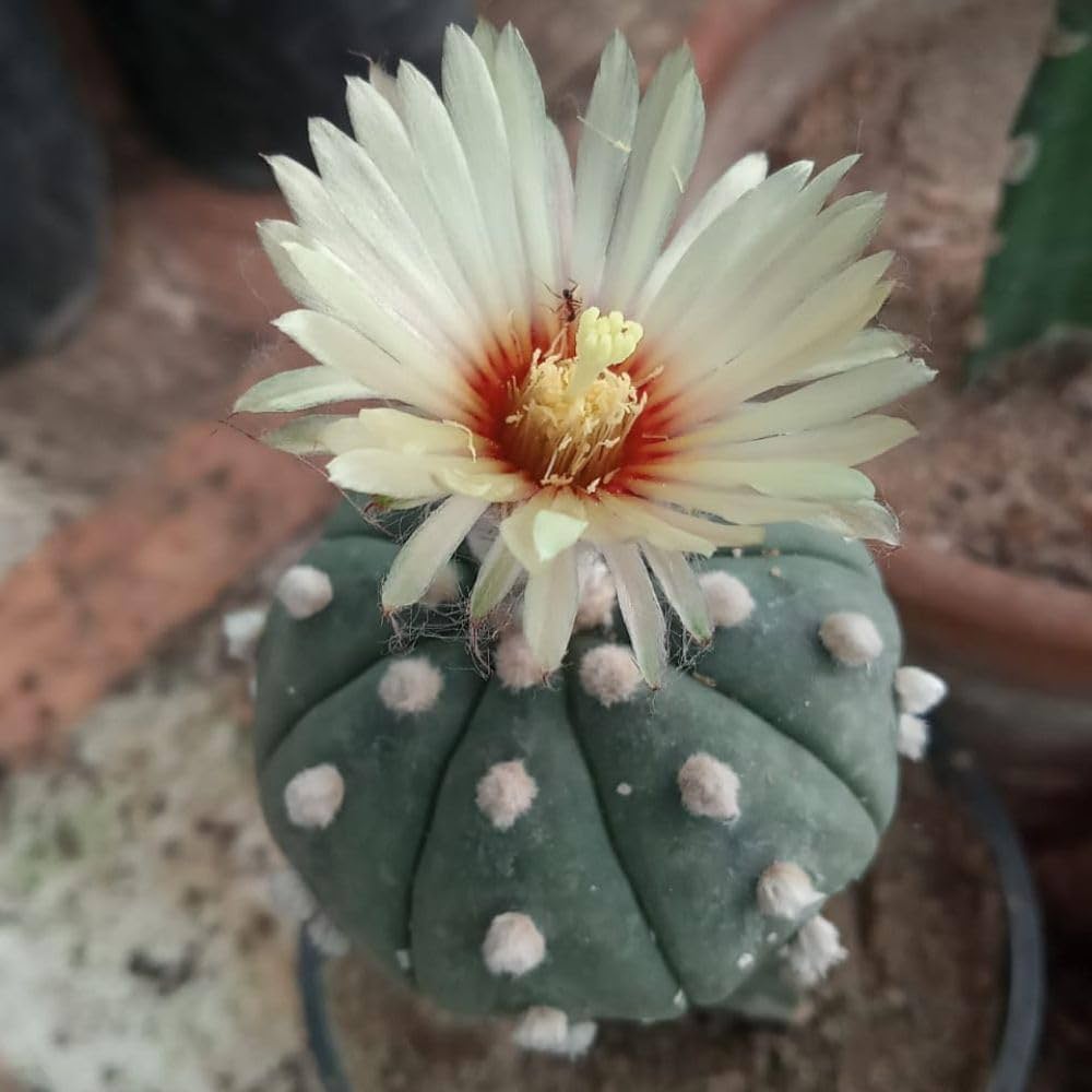 Astrophytum Plant Seeds for planting in home garden