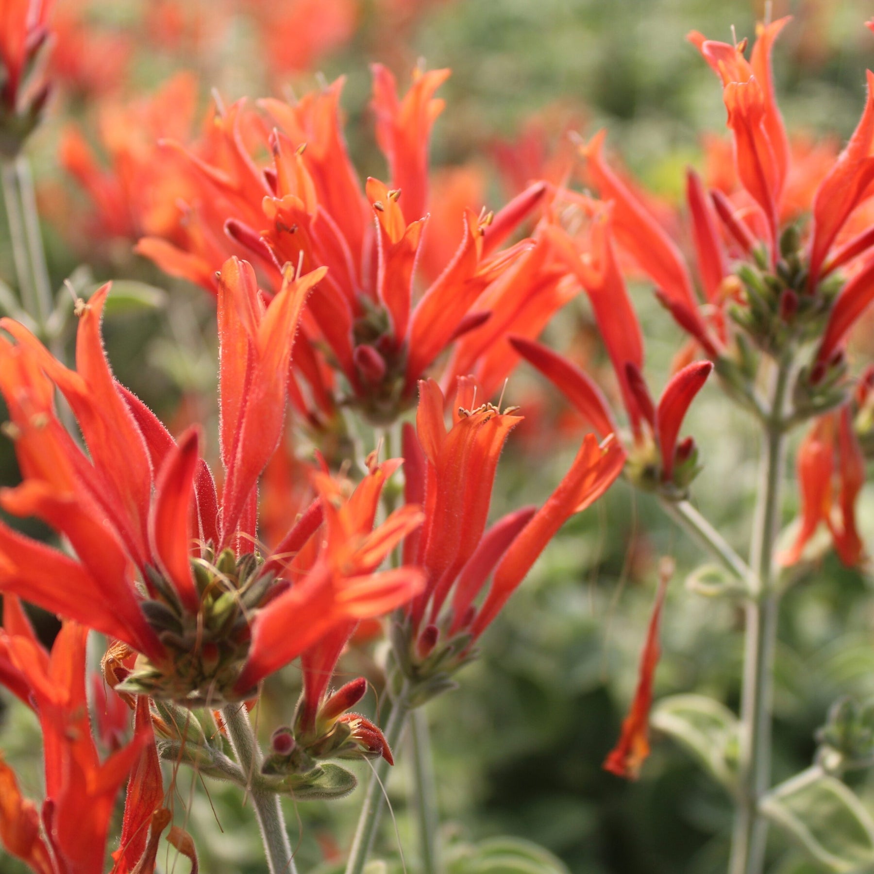 Hummingbird Flower Seeds for planting in home garden