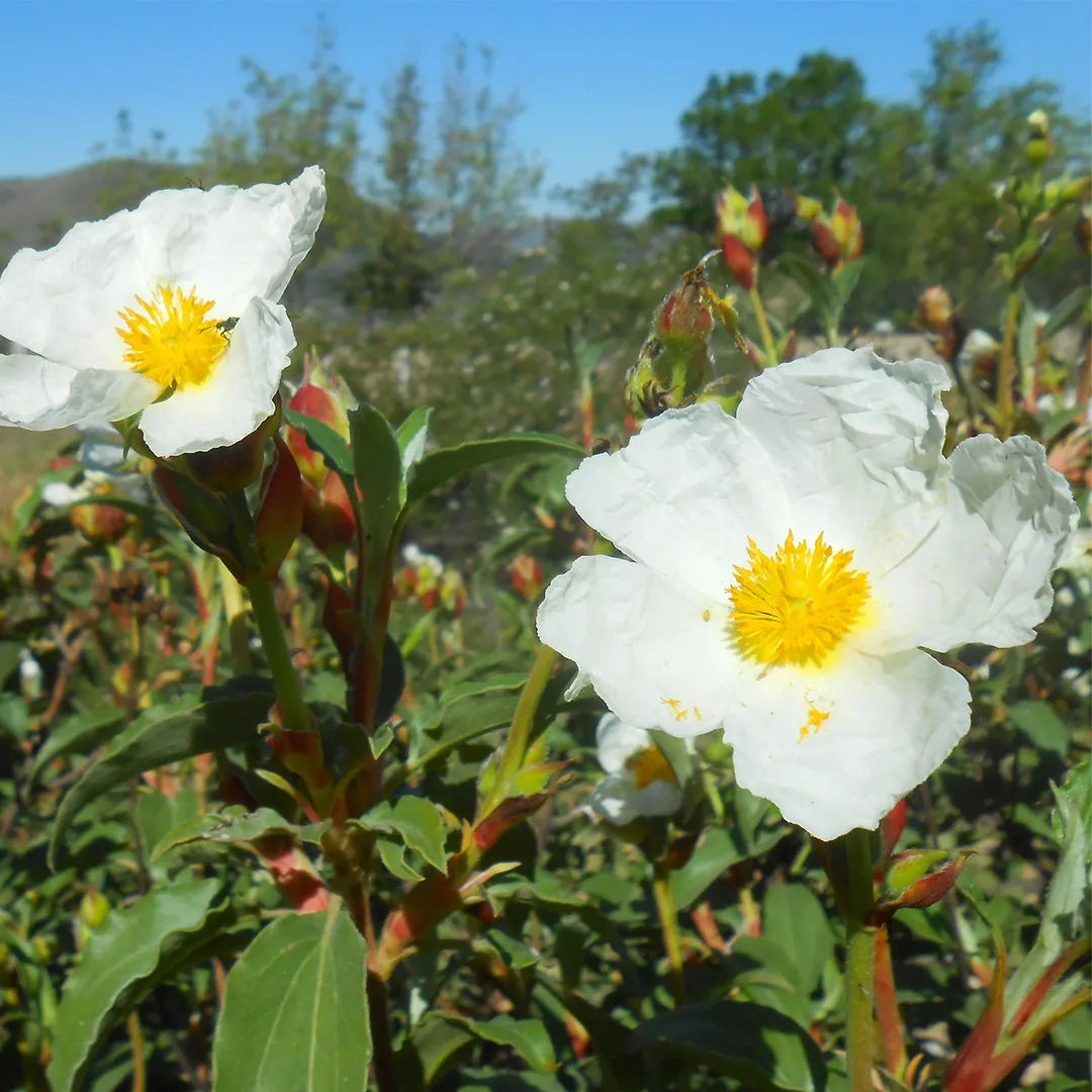 Creticus (Creticus scientific name) for planting in garden