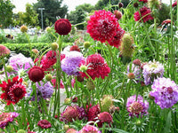 Pincushion Flower Seeds – Heirloom Non-GMO Scabiosa Blooms for Pollinator-Friendly Gardens