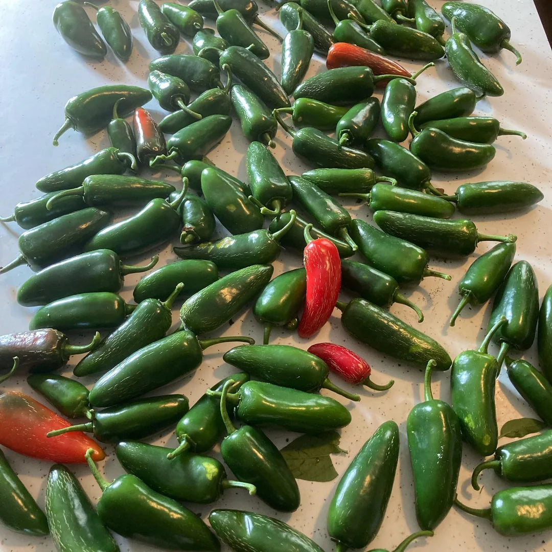 El Jefe – Jalape?o Pepper Seed