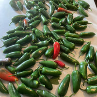 El Jefe – Jalape?o Pepper Seed