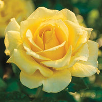 Sparkle & Shine Rose