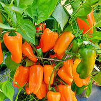 Lunchbox Yellow – Organic Snack Pepper Seed