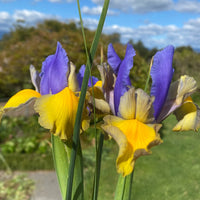 Dutch Iris- Miss Saigon