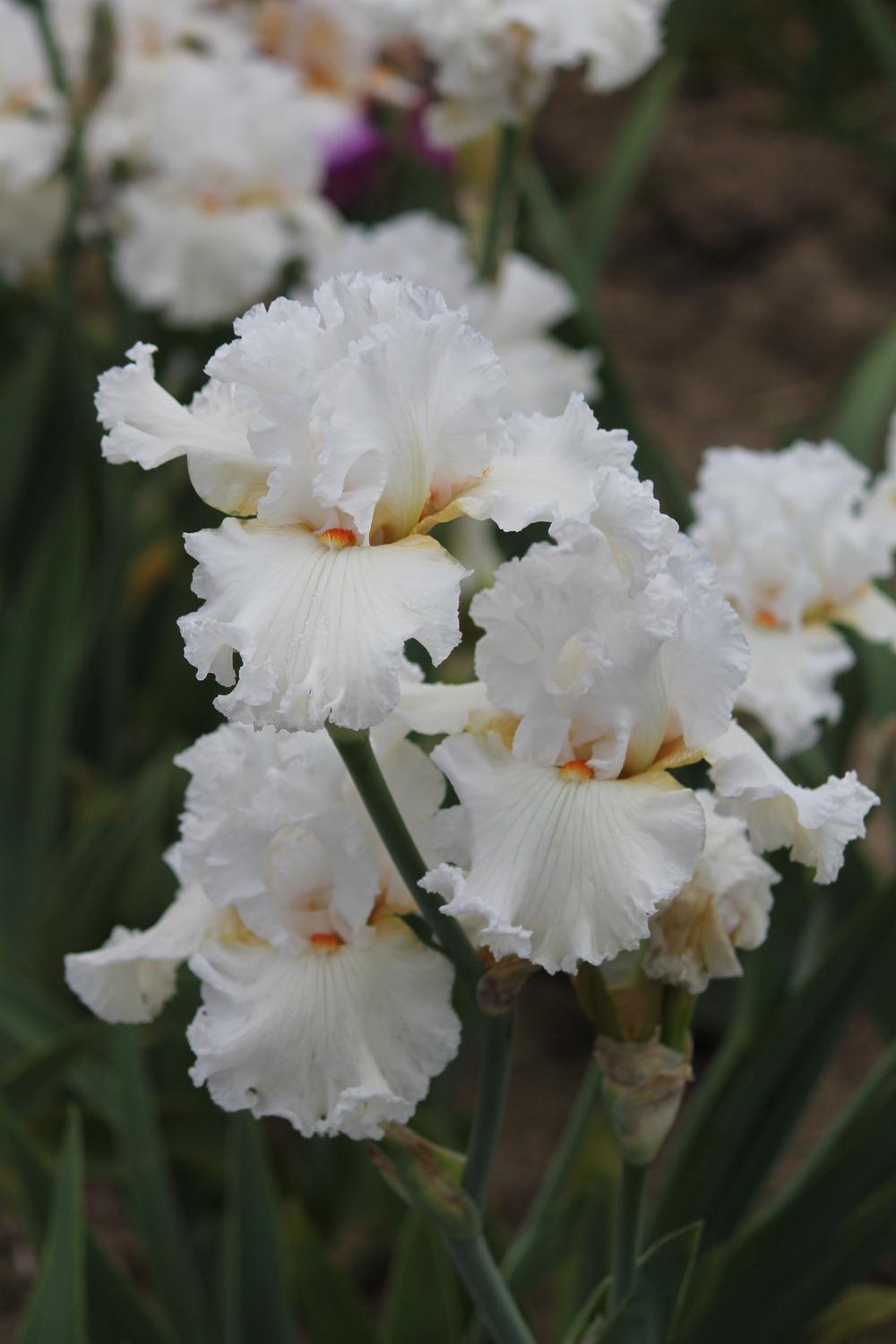 Catch A Star Bearded Iris