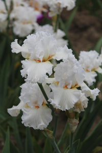 Catch A Star Bearded Iris