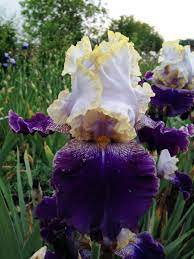 Slovak Prince Bearded Iris