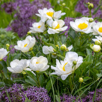 Jan van Leeuwen Peony