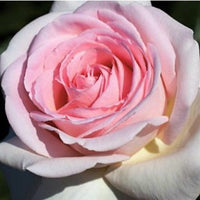 Rose- Francis Meilland