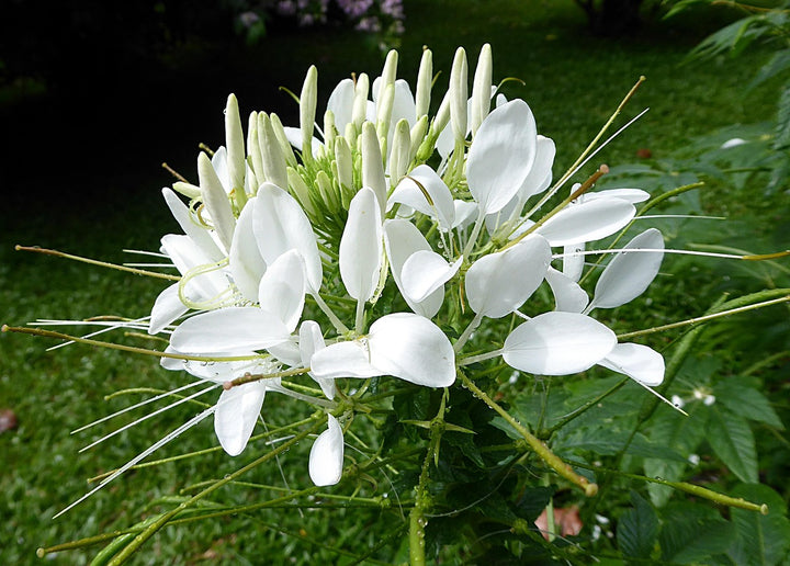 White Cleome Flower Seeds for Planting – Heirloom, Non-GMO Flower Seeds