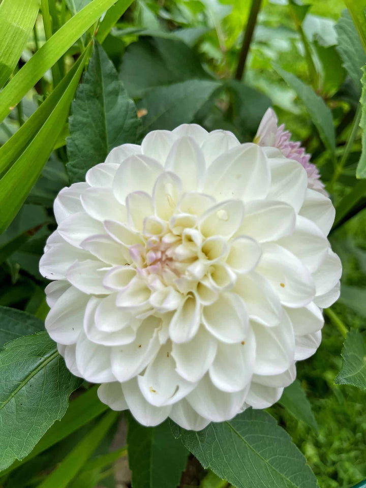 White Dahlia Seeds for Planting – Organic, Heirloom, Non-GMO Flower Seeds