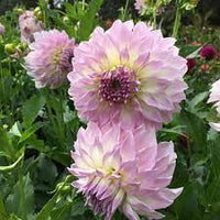 Dahlia- Anne's Delight (Tuber)