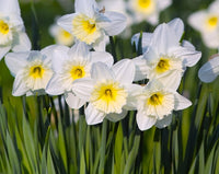 Ice Follies Daffodil Seeds