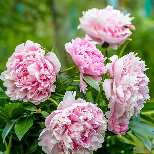 Sarah Bernhardt Peony