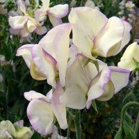 Sweetpea- High Scent