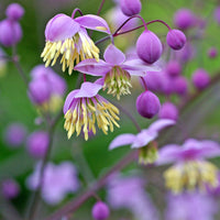 Chinese Meadow Rue