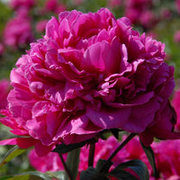 Felix Crousse Peony