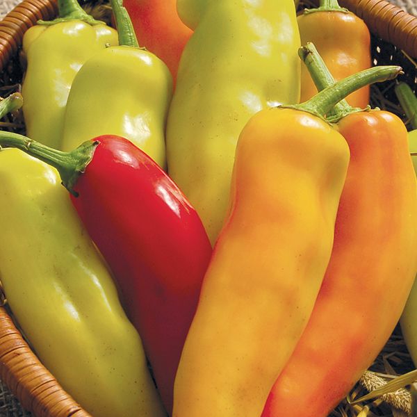 Hungarian Hot Wax – Organic Pepper Seed