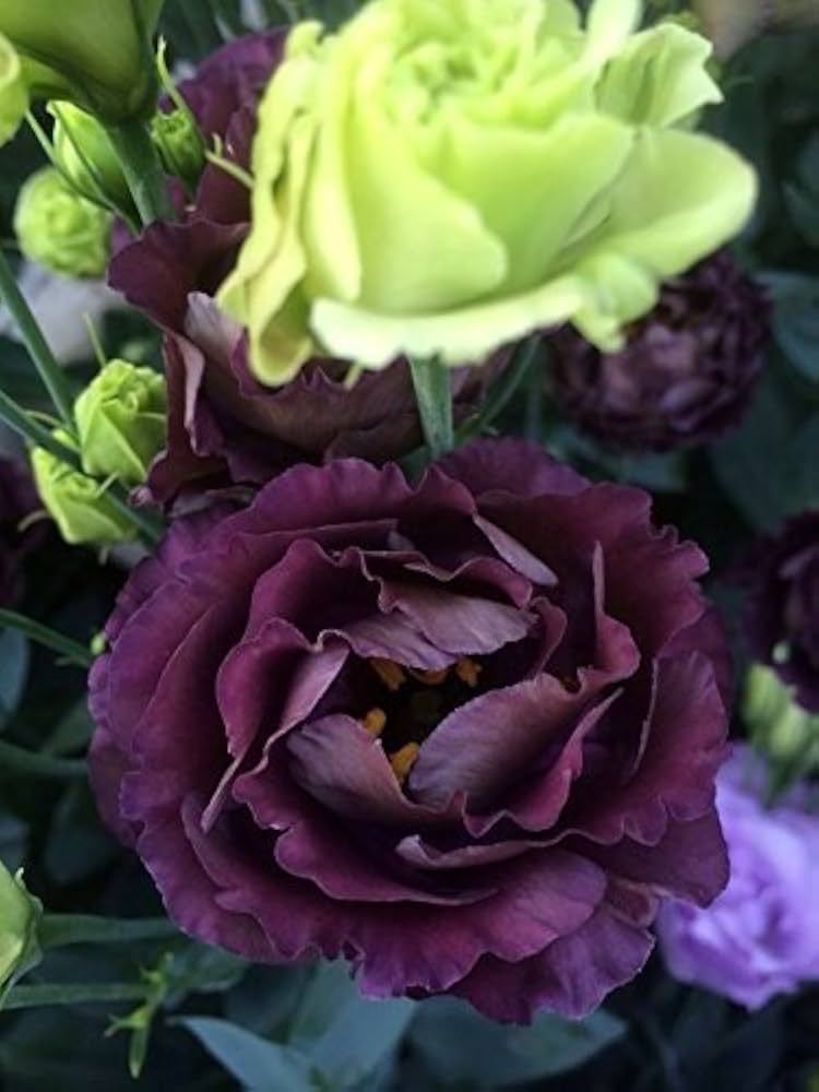 Rosanne Black Pearl Lisianthus