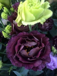 Rosanne Black Pearl Lisianthus