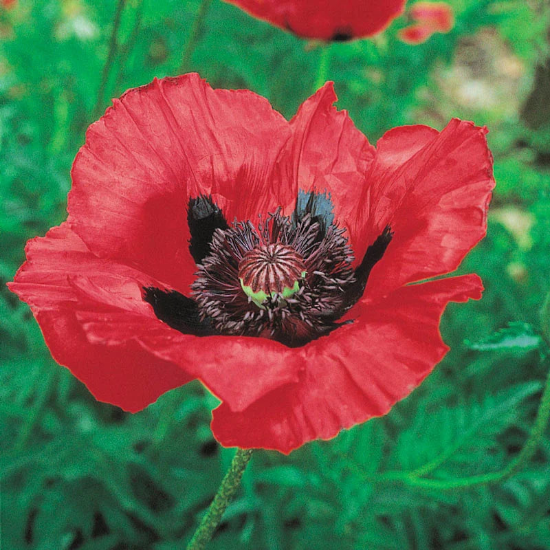 Breck's Colourful Oriental Poppy Collection