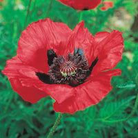 Breck's Colourful Oriental Poppy Collection