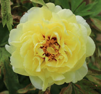 High Noon Tree Peony