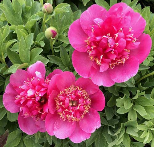 Officinalis Anemoniflora Rosea Peony