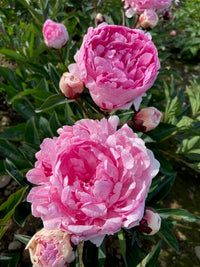Pietertje Vriend Wagenaar Peony