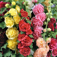 Double Hollyhock Collection