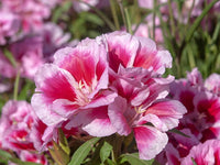 Godetia- Tall Double Mix