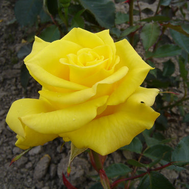 Rose- Friesia