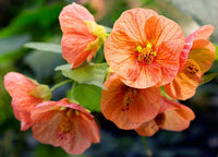 Heirloom Non-GMO Light Orange Abutilon Flower Seeds for Tropical and Decorative Garden Planting