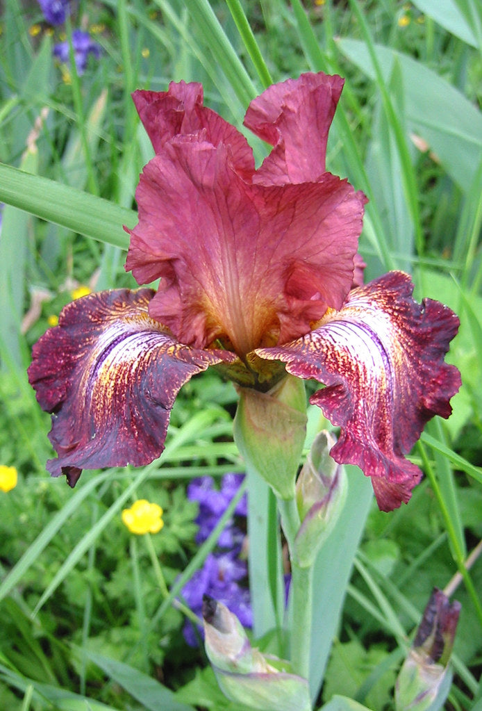 Paprika Fono's Reblooming Bearded Iris