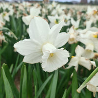 Lady Madonna Daffodil Seeds