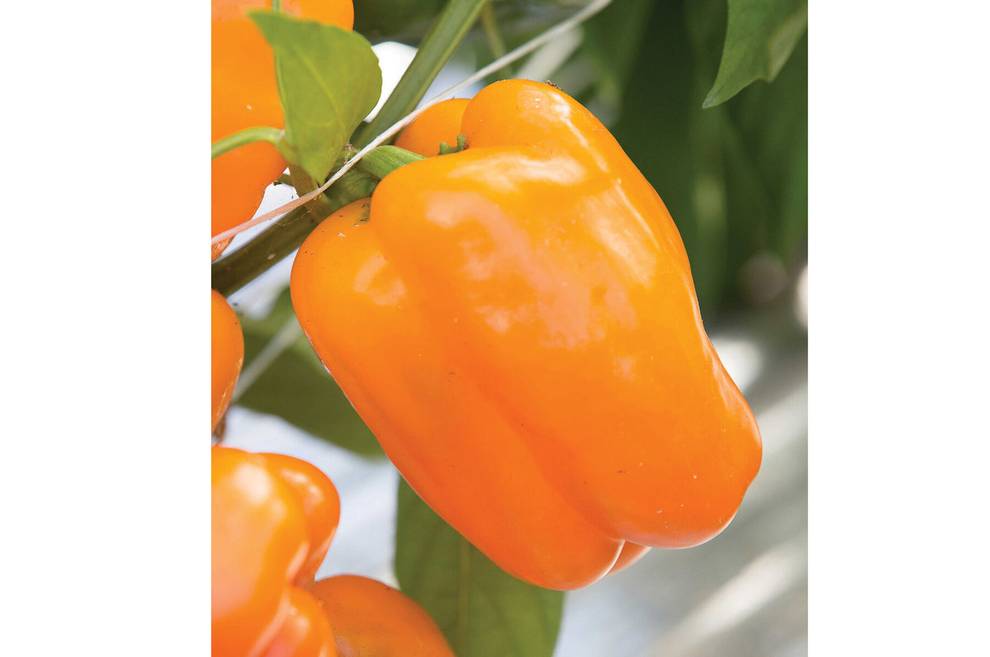 Milena – Bell Pepper Seed