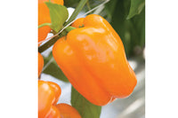 Milena – Bell Pepper Seed