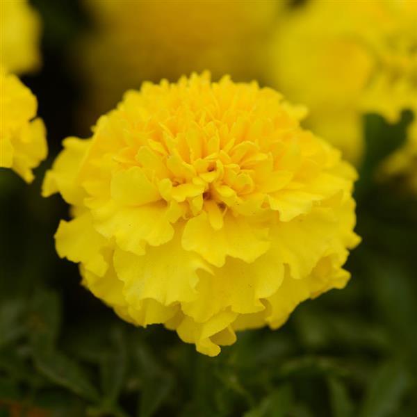 Marigold Inca Yellow Flower Seeds