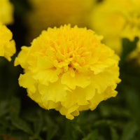 Marigold Inca Yellow Flower Seeds
