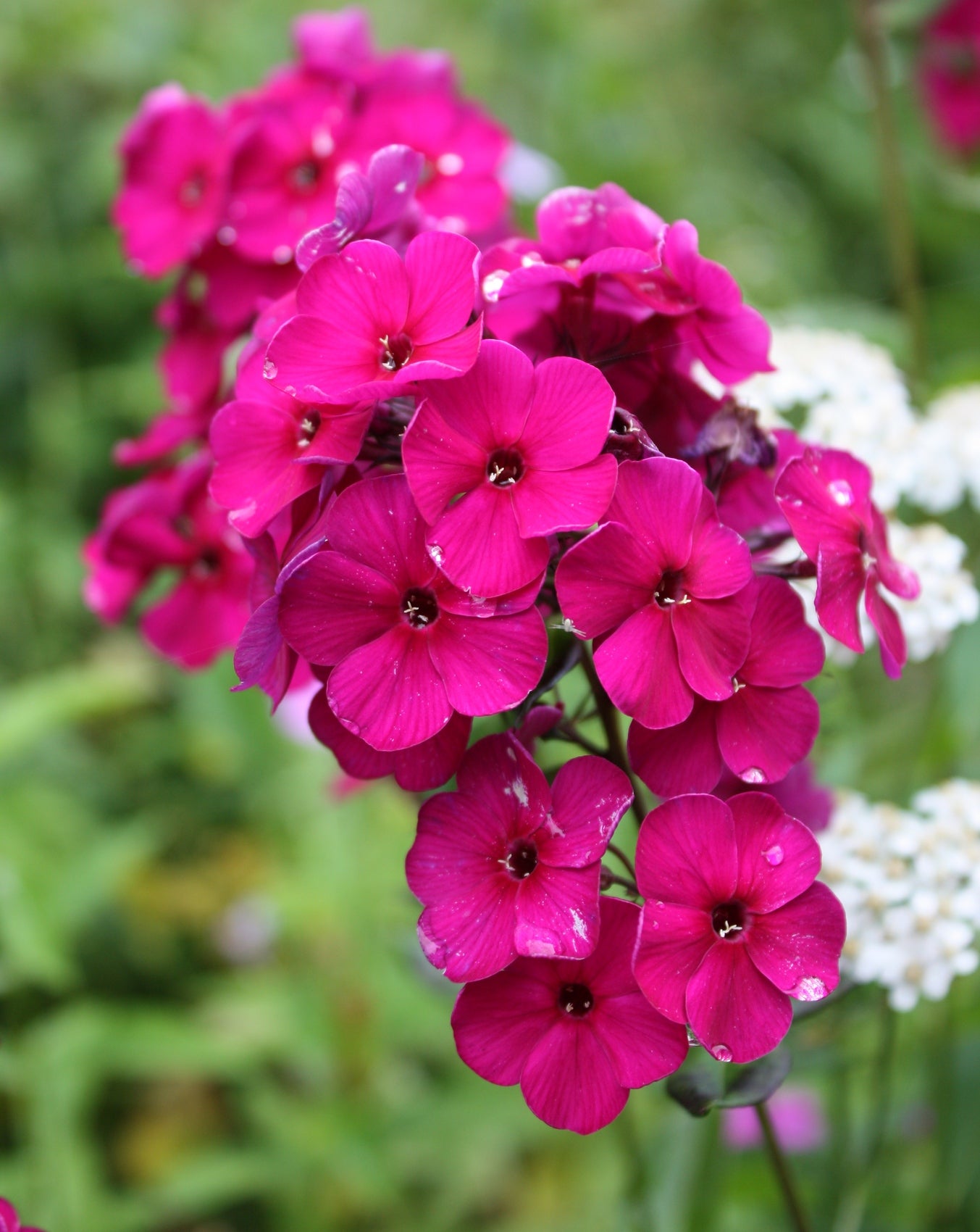 Raving Beauty Phlox