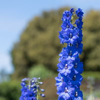 Larkspur- Imperial Blue Bell