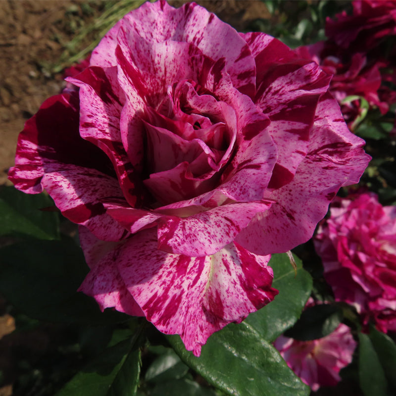 Purple Tiger Floribunda Rose