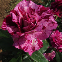 Purple Tiger Floribunda Rose