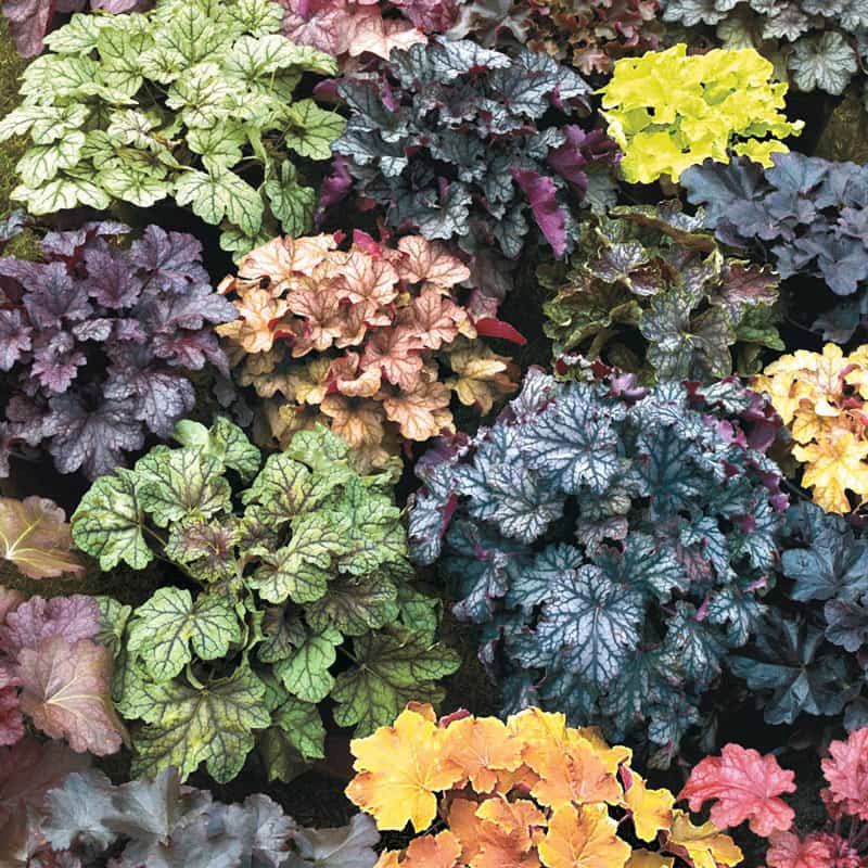 Mix Heuchera Champagne Flower Seeds for Planting - Heirloom and GMO Free Seeds for Beautiful Home Garden