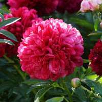 Red Grace Peony